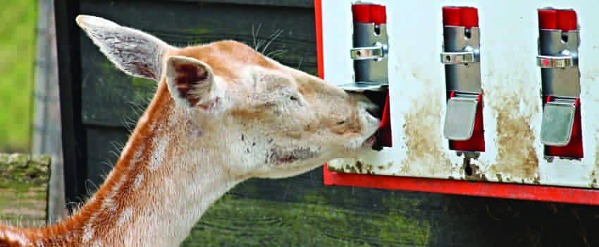 Self-Service