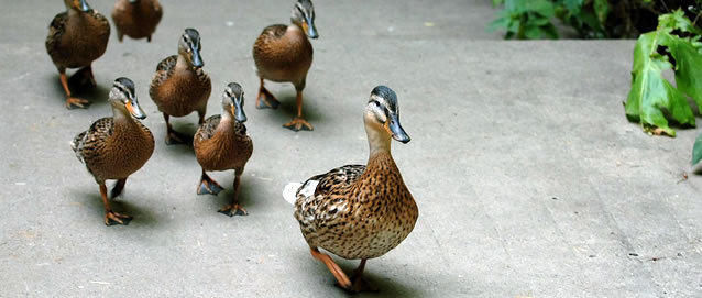 Show true leadership in your ITSM projects Show true leadership in your ITSM projects